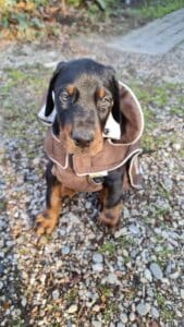 Les chiots Dobermans nés à la Babiole, Les dobermans de la Babiole