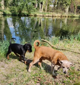 Les chiots Dobermans nés à la Babiole, Les dobermans de la Babiole