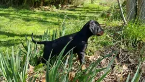 Les chiots Dobermans nés à la Babiole, Les dobermans de la Babiole