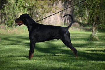 SCHULTZ OF INCREDIBLE DIAMONDS