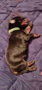 Les chiots Dobermans nés à la Babiole, Les dobermans de la Babiole