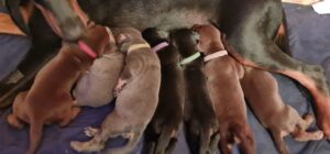 Les chiots Dobermans nés à la Babiole, Les dobermans de la Babiole