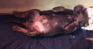 Les chiots Dobermans nés à la Babiole, Les dobermans de la Babiole