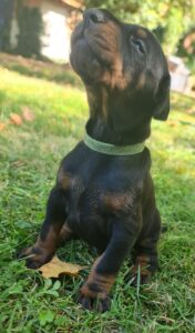 Les chiots Dobermans nés à la Babiole, Les dobermans de la Babiole