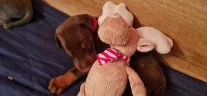 Les chiots Dobermans nés à la Babiole, Les dobermans de la Babiole