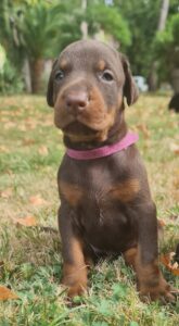 Les chiots Dobermans nés à la Babiole, Les dobermans de la Babiole