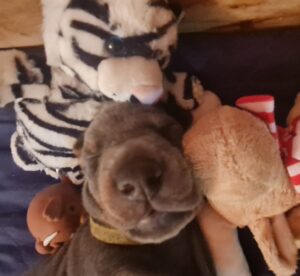 Les chiots Dobermans nés à la Babiole, Les dobermans de la Babiole