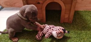 Les chiots Dobermans nés à la Babiole, Les dobermans de la Babiole