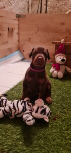 Les chiots Dobermans nés à la Babiole, Les dobermans de la Babiole