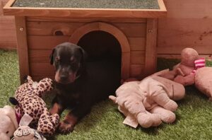 Les chiots Dobermans nés à la Babiole, Les dobermans de la Babiole