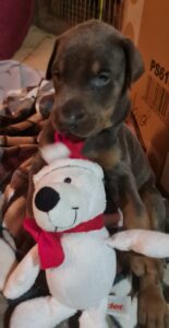 Les chiots Dobermans nés à la Babiole, Les dobermans de la Babiole