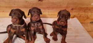 Les chiots Dobermans nés à la Babiole, Les dobermans de la Babiole