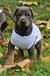 Les chiots Dobermans nés à la Babiole, Les dobermans de la Babiole