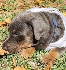 Les chiots Dobermans nés à la Babiole, Les dobermans de la Babiole