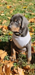 Les chiots Dobermans nés à la Babiole, Les dobermans de la Babiole