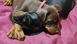 Les chiots Dobermans nés à la Babiole, Les dobermans de la Babiole