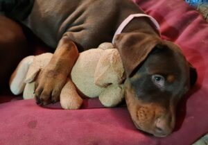 Les chiots Dobermans nés à la Babiole, Les dobermans de la Babiole