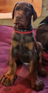 Les chiots Dobermans nés à la Babiole, Les dobermans de la Babiole