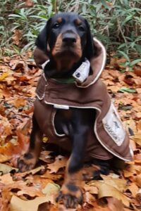 Les chiots Dobermans nés à la Babiole, Les dobermans de la Babiole