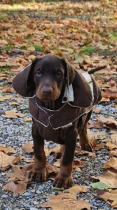 Les chiots Dobermans nés à la Babiole, Les dobermans de la Babiole