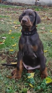 Les chiots Dobermans nés à la Babiole, Les dobermans de la Babiole