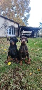 Les chiots Dobermans nés à la Babiole, Les dobermans de la Babiole