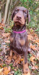 Les chiots Dobermans nés à la Babiole, Les dobermans de la Babiole