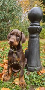 Les chiots Dobermans nés à la Babiole, Les dobermans de la Babiole