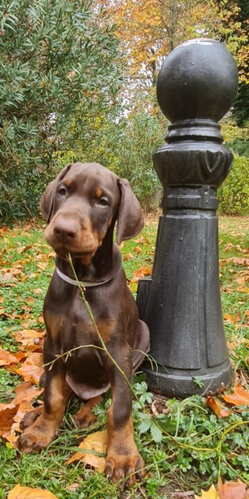 Chiots Doberman - Portée printemps 2024 - Schultz X M-Sieghild - Acompte de réservation - Lettre "V"