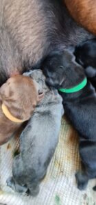 Les chiots Dobermans nés à la Babiole, Les dobermans de la Babiole
