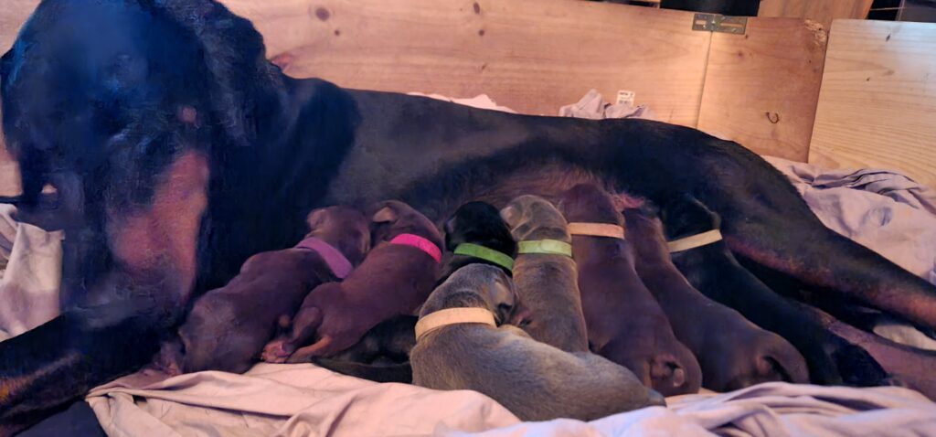 Naissance de la portée 2023, Les dobermans de la Babiole