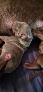 Les chiots Dobermans nés à la Babiole, Les dobermans de la Babiole