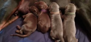 Les chiots Dobermans nés à la Babiole, Les dobermans de la Babiole