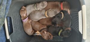 Les chiots Dobermans nés à la Babiole, Les dobermans de la Babiole