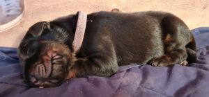 Les chiots Dobermans nés à la Babiole, Les dobermans de la Babiole