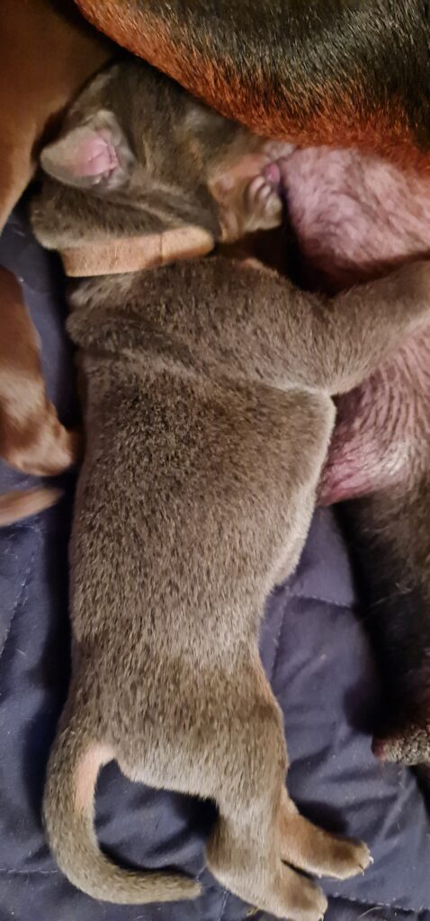 Naissance de la portée 2023, Les dobermans de la Babiole