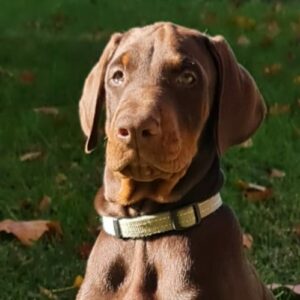 dobermann 2 mois