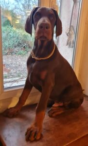 chiot dobermann 3 mois