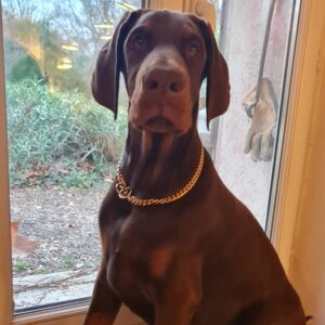 Les chiots Dobermans nés à la Babiole, Les dobermans de la Babiole