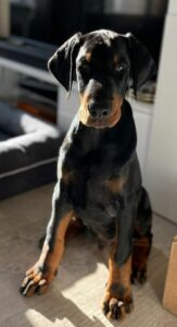 Chiot dobermann 2 mois