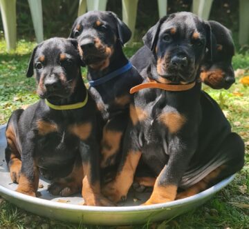 Chiots Dobermann - Schultz X M-Sieghild - Paiement en 10x