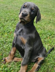 Les chiots Dobermans nés à la Babiole, Les dobermans de la Babiole