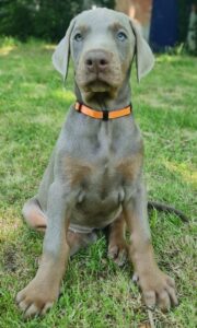 Les chiots Dobermans nés à la Babiole, Les dobermans de la Babiole