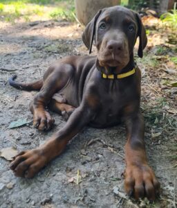 Les chiots Dobermans nés à la Babiole, Les dobermans de la Babiole