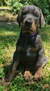 Les chiots Dobermans nés à la Babiole, Les dobermans de la Babiole