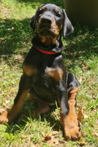 Les chiots Dobermans nés à la Babiole, Les dobermans de la Babiole