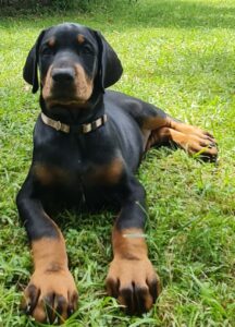 Les chiots Dobermans nés à la Babiole, Les dobermans de la Babiole