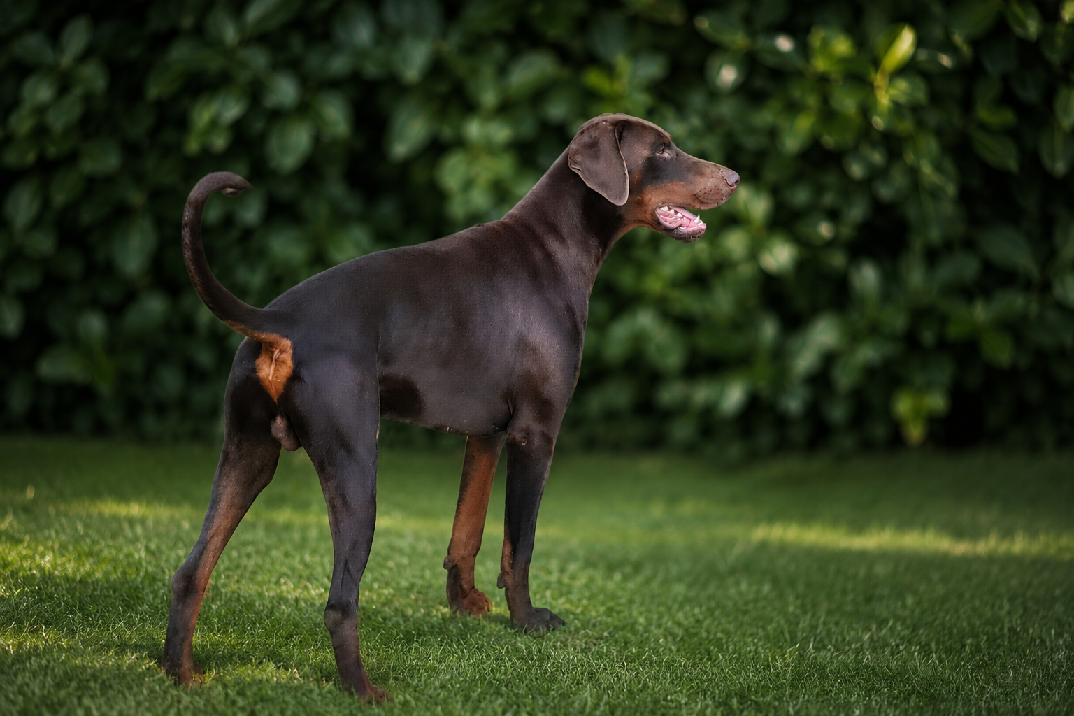 Les dobermans de la Babiole, Les dobermans de la Babiole